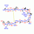 ATRIAL NATRIURETIC PEPTIDEFRAGMENT 4-28 RAT