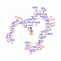 THYROCALCITONIN EEL